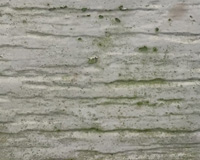 外壁や屋根のコケ・藻
